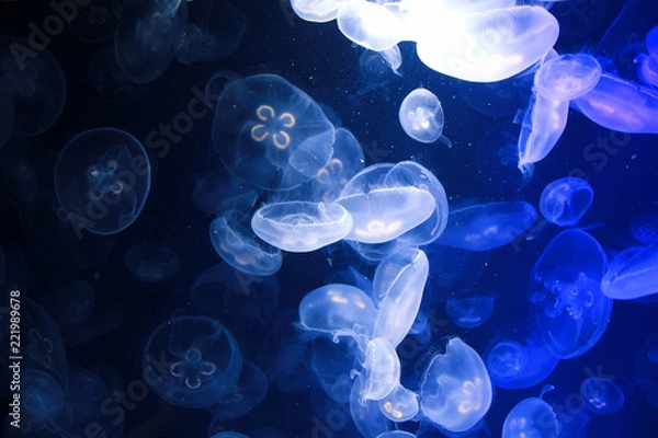 Obraz ファンタジー