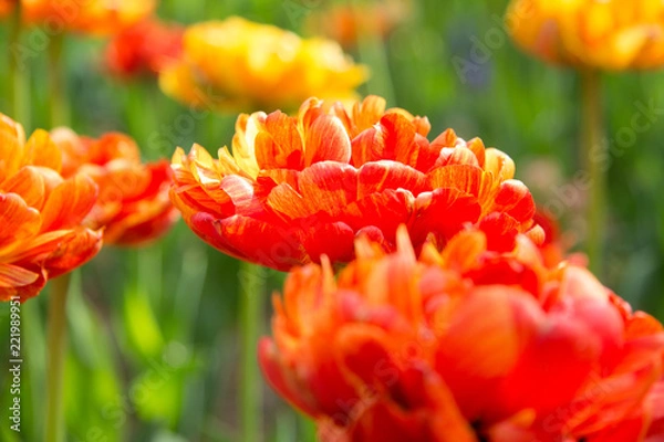 Obraz チューリップ