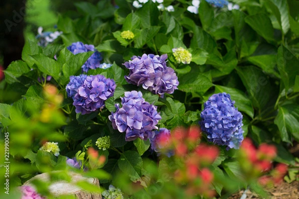 Fototapeta アジサイ