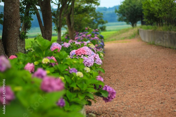 Obraz 紫陽花の路
