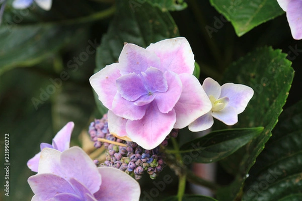 Fototapeta アジサイ