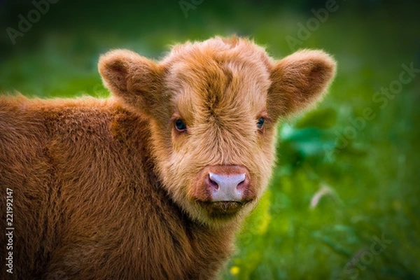 Obraz close up of a scottish highlander calf looking  into the camera