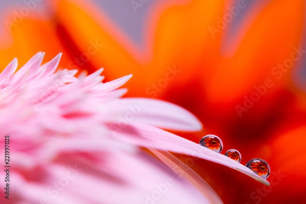 Obraz Water drop on  flower
