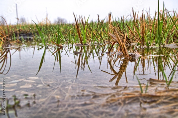 Obraz Reflections- Spring