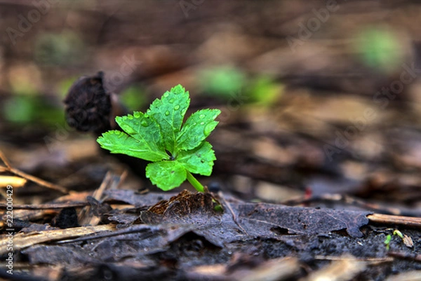 Obraz Spring- Plant life