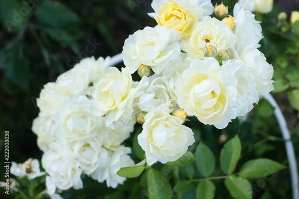 Fototapeta Low-growing floribunda with globular pale yellow flowers. Suitable for curbs...Lemon-yellow flowers with a mild aroma, small, Cup-shaped, in small brushes...Studless (or almost).