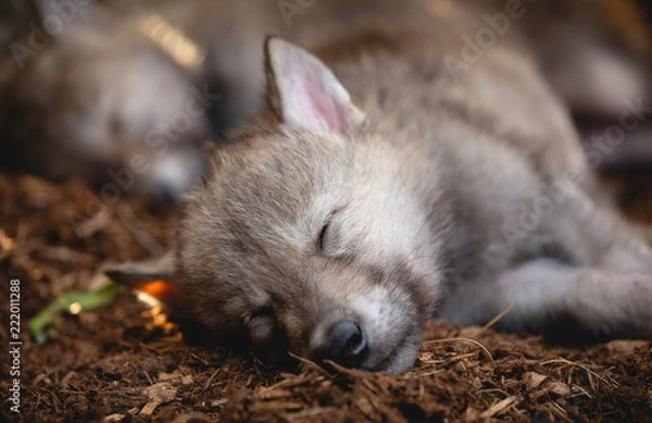 Obraz Sleeping Wolf Puppies
