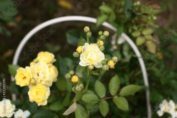 Fototapeta Rose "Comtesse Du Barry".Low-growing floribunda with globular pale yellow flowers. Suitable for curbs. Lemon-yellow flowers with a mild aroma, small, Cup-shaped, in small brushes. Studless ( almost).