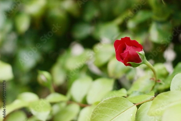 Fototapeta Gebruder Grimm (Korassenet, Eternal Flame, Brothers Grimm Fairy Tale, Gremlin, Joli Tambour) rose in summer garden.