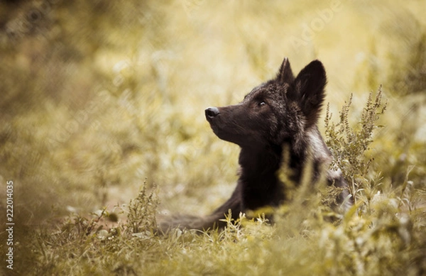 Obraz Wolf Puppy Ponder