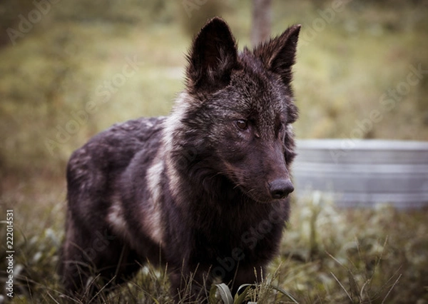Obraz Black Wolf Puppy