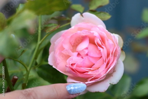 Fototapeta hand with a manicure stretches to a bud of rose Pierre Ronsard