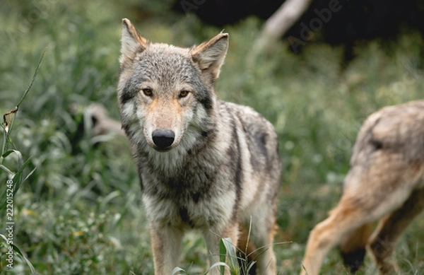 Fototapeta Gray Wolf