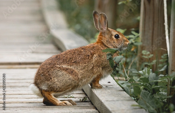 Obraz Rabbit Life
