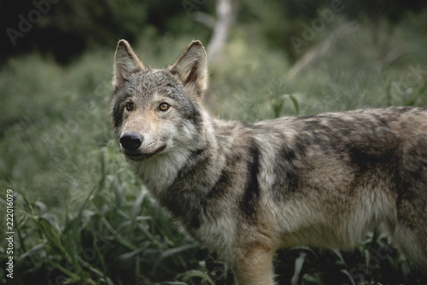 Obraz Gray Wolf Youngling