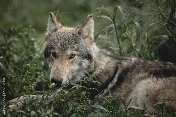 Obraz Resting Wolf