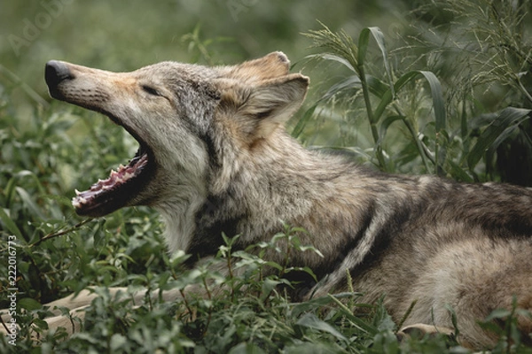 Obraz Yawning wolf