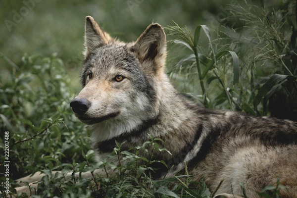 Obraz Beautiful Wolf