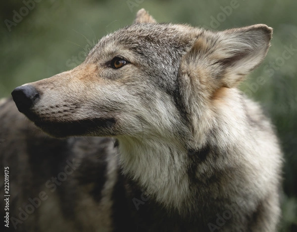 Obraz Wolf Close-Up