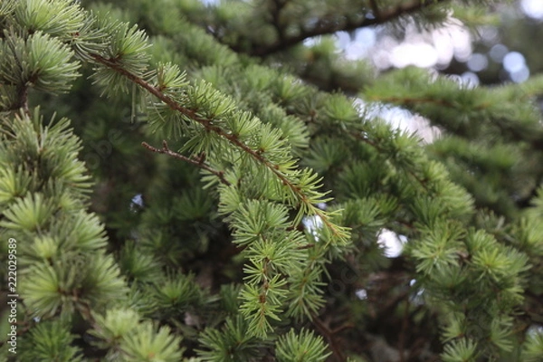 Fototapeta Evergreen tree branch 