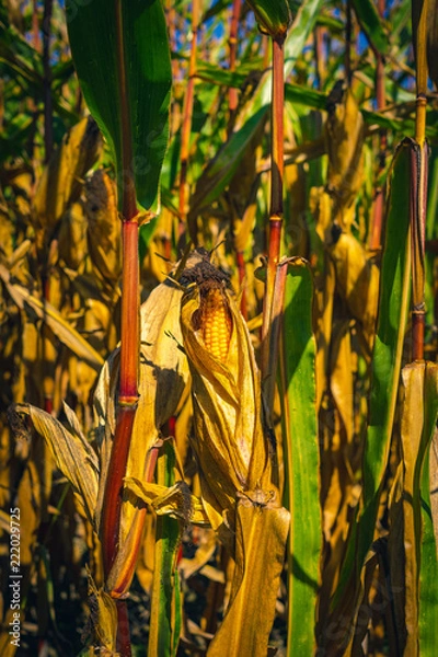 Obraz Dry corn field