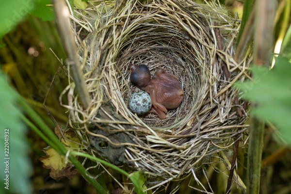 Obraz Acrocephalus palustris. The nest of the Marsh Warbler in nature. Common Cuckoo