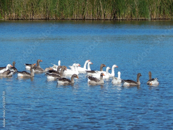 Obraz flock of geese swim in a beautiful river in a sunny summer