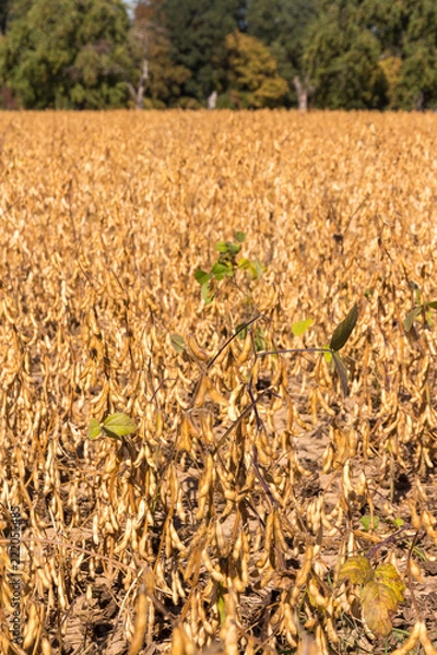 Fototapeta Sojaanbau in Baden-Württemberg - Sojafeld am Waldrand im Frühherbst (Glycine max) soy field in Germany
