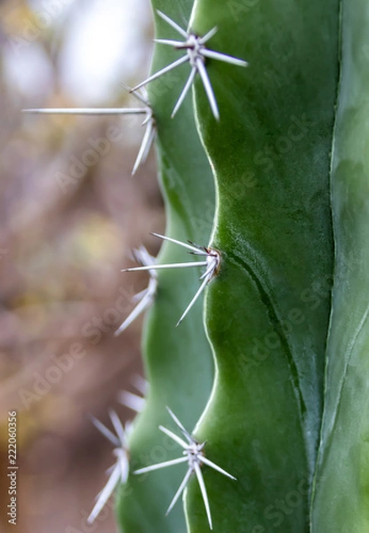 Fototapeta Close Up Cactus