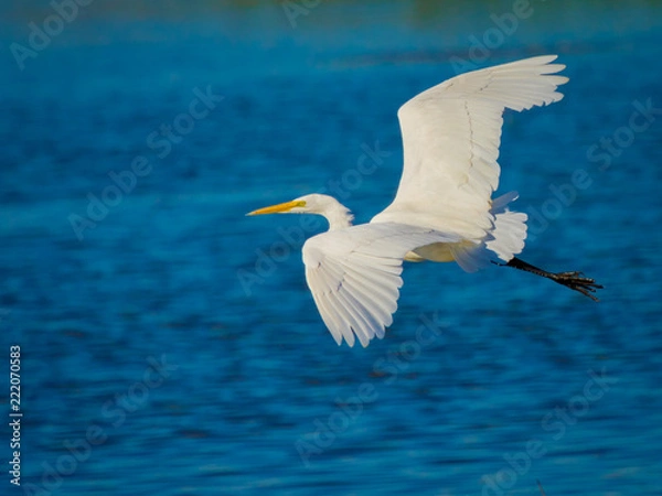 Obraz Great Egret in flight
