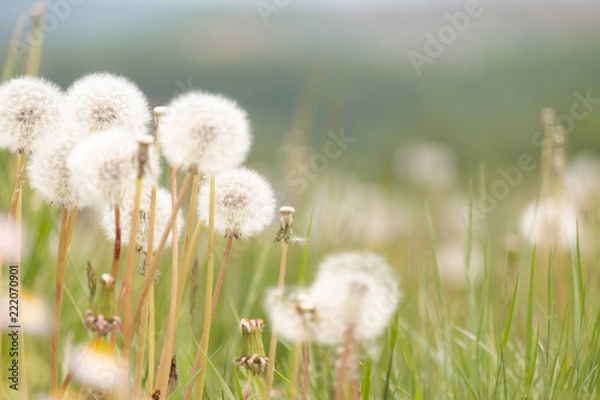 Obraz たんぽぽ畑