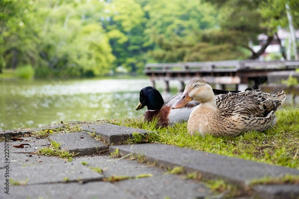 Obraz 湖畔でのひと時
