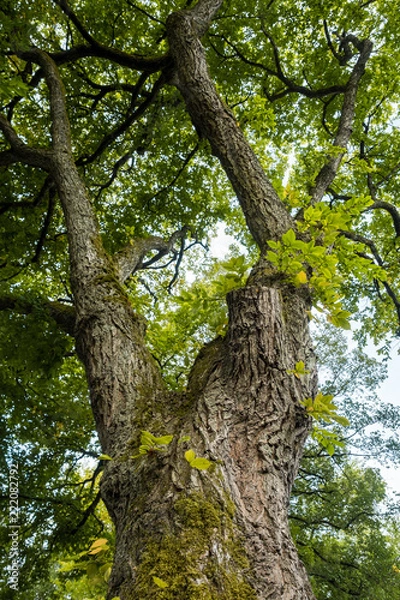 Fototapeta strong thick tree trunks under the green foliage in the forest view from below