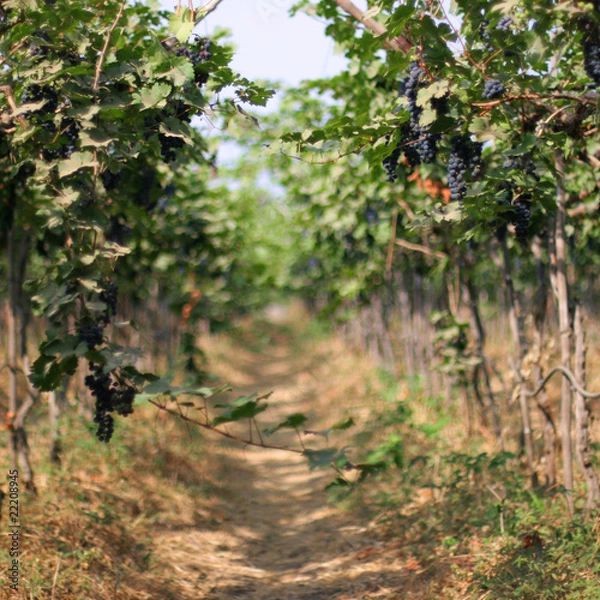 Obraz path in a vineyard