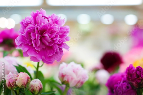 Fototapeta close up tender Bouquet of pink peonies in vase with blurred background with space for text