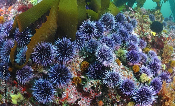 Obraz Blue sea urchin