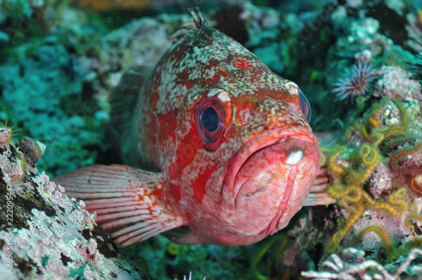Obraz Rockfish
