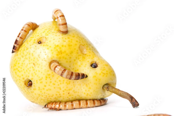 Obraz worms take lunch (tasty pear)