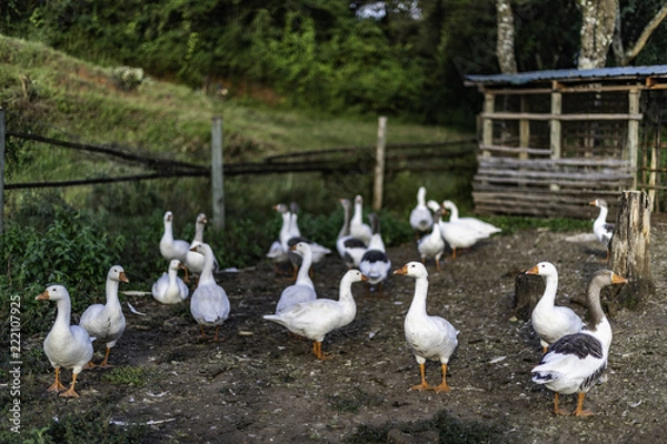 Obraz Gaggle of domestic geese near the coop in late afternoon. Rural farm in Kenya, Africa. Selective focus.