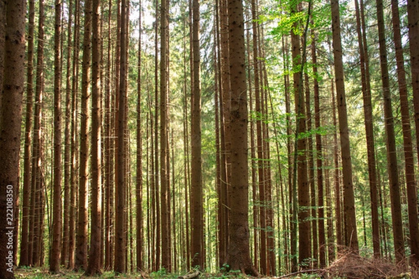 Fototapeta Old pine forest tree trunks, nature background