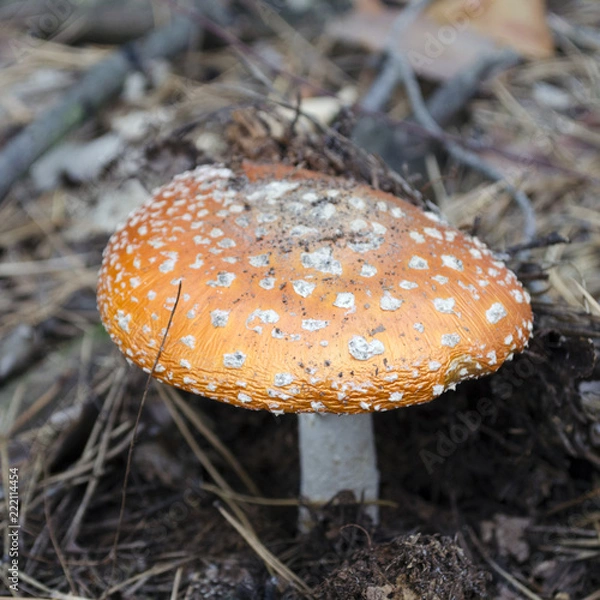Fototapeta Amanita. Amanita muscaria  poisonous mushroom in a forest close-up