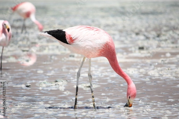 Obraz Flamingos