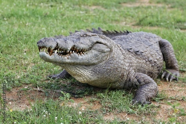 Fototapeta Coccodrillo