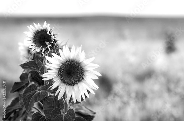 Obraz GIRASOL EN BW