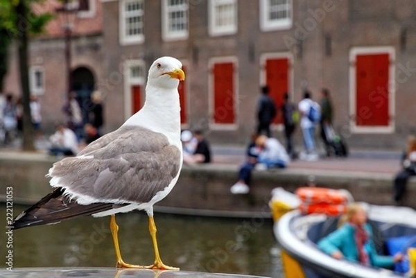 Fototapeta Seagull