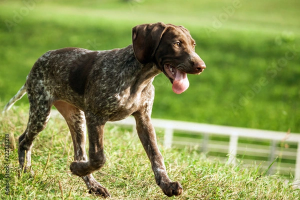 Fototapeta german shorthaired pointer, german kurtshaar one brown spotted puppy close-up, the dog runs fast with the tongue sticking out, paw movement over the field, green grass and fence fence in the distance