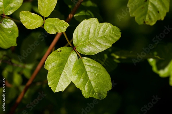 Obraz Poison Oak