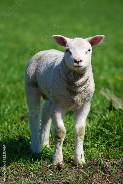 Fototapeta lamb in spring