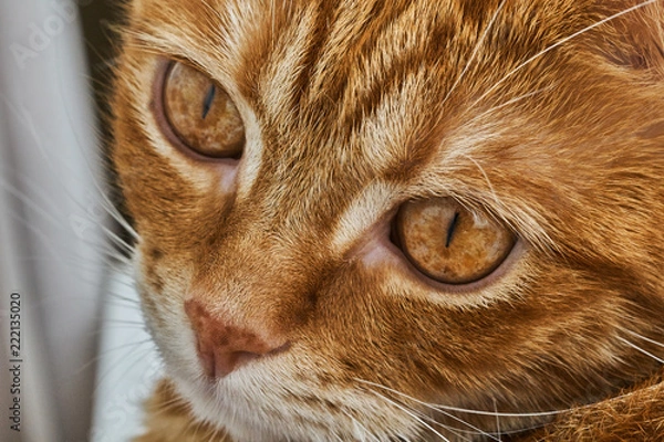 Fototapeta red head cat posing in front of camera, close-up