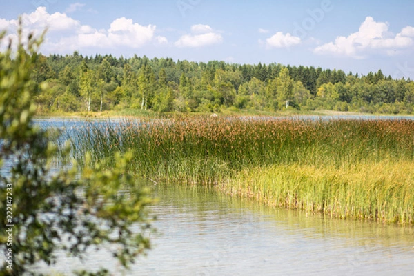 Fototapeta Lake shore overgrown with reeds upon a huge forest landscape with tree branch in front